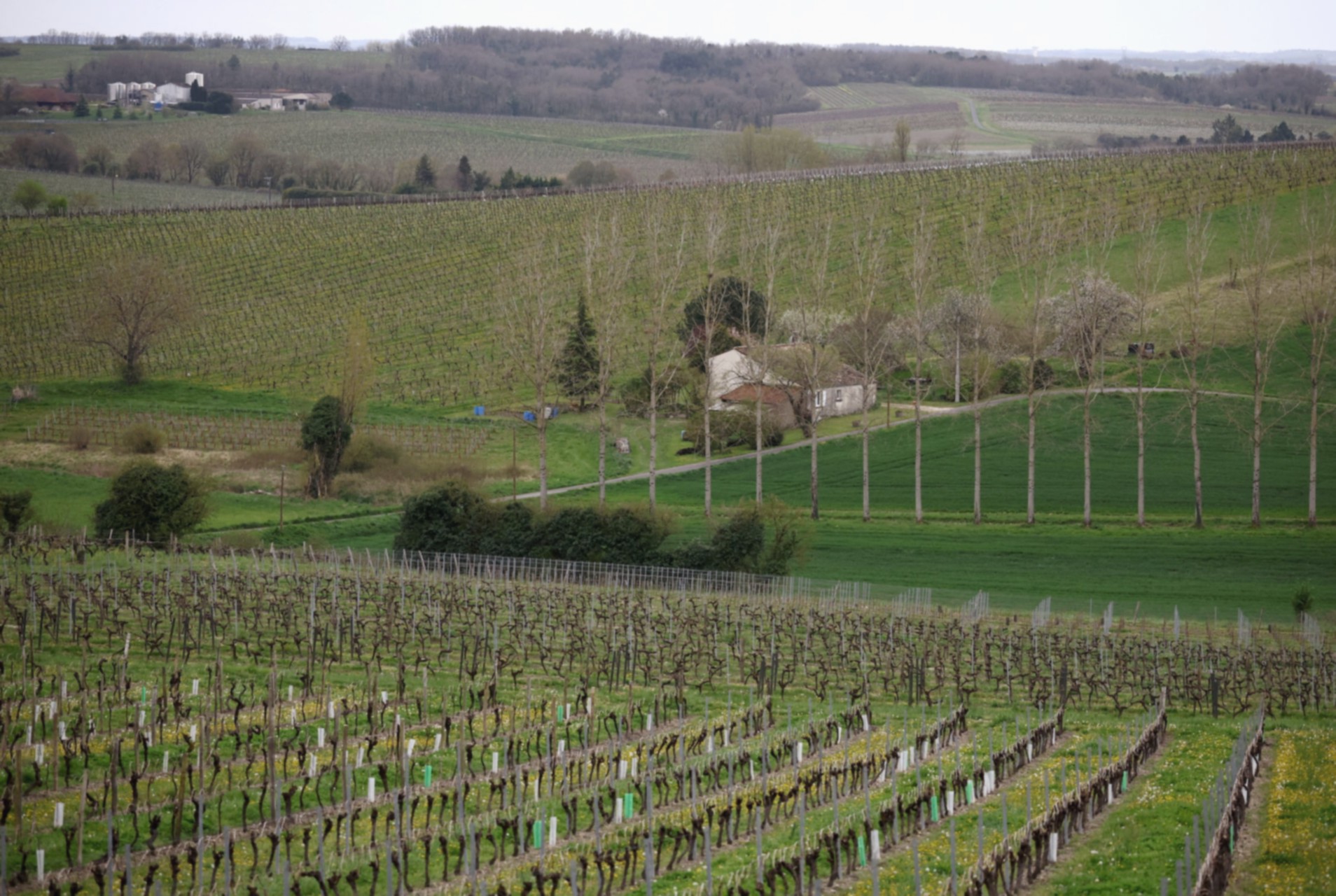 Терруар Франции: искусство виноделия и тайны виноградных долин - 3